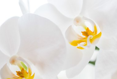 Beyaz Orkide