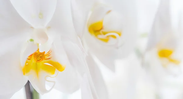 White Orchids — Stock Photo, Image