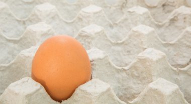 yumurta yumurta kartonu