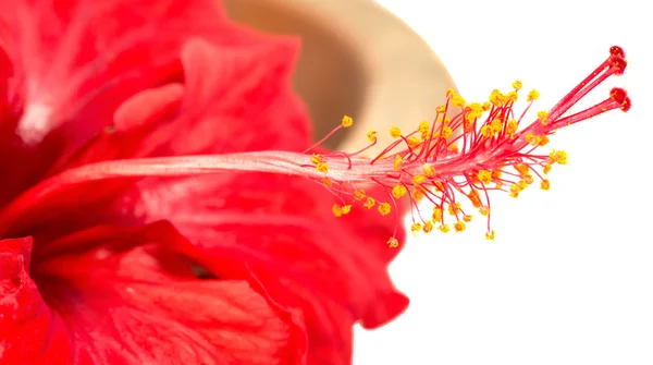 Hibiscus Flower — Stock Photo, Image
