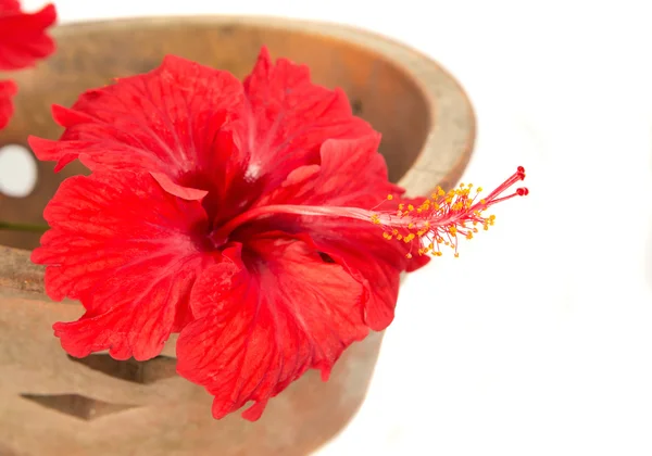 Flor de hibisco — Foto de Stock