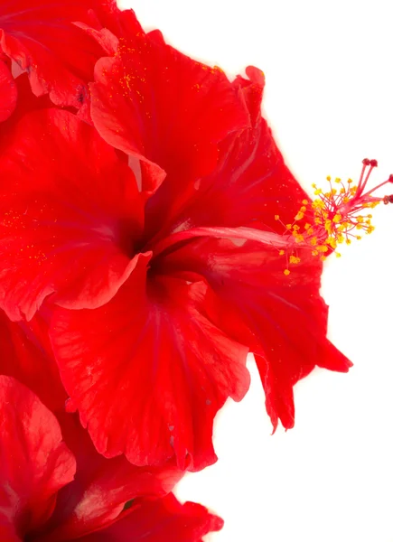 Квітка гибискуса — стокове фото