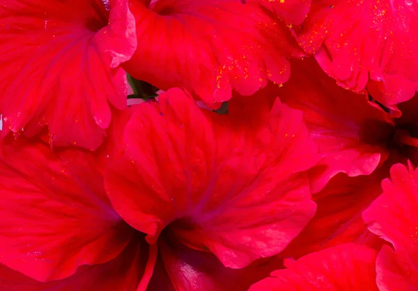 Hibiszkusz virág — Stock Fotó