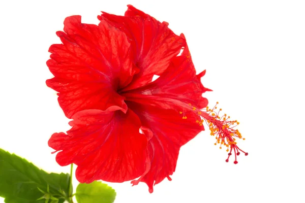 Hibiscus Flower Stock Photo