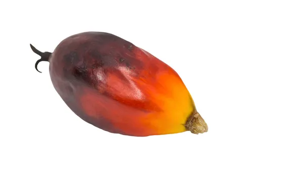 Palm Oil Seed — Stock Photo, Image