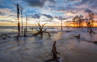 ölü ağaçlar ve gün batımı