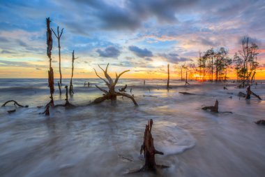 ölü ağaçlar ve gün batımı