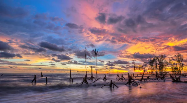 Alberi morti e tramonto — Foto Stock