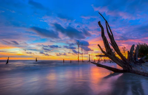 Dead Trees and Sunset — Stock Photo, Image