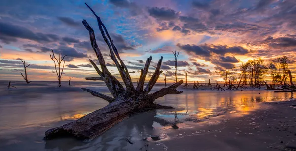 Dead Trees and Sunset — Stock Photo, Image