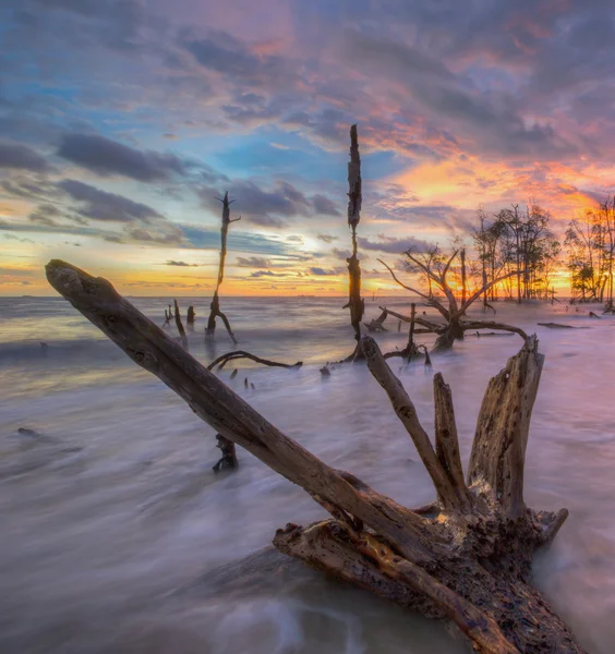 Dead Trees and Sunset — Stock Photo, Image