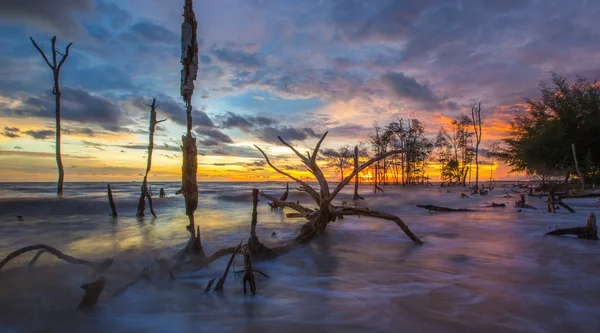 Dead Trees and Sunset — Stock Photo, Image