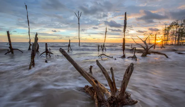 Árboles muertos y puesta de sol — Foto de Stock