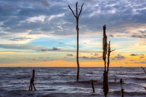 Dead Trees and Sunset — Stock Photo, Image