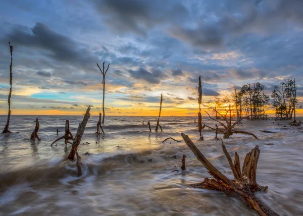 Dode bomen en zonsondergang — Stockfoto