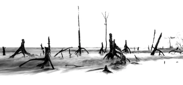 Abgestorbene Bäume und Strand — Stockfoto