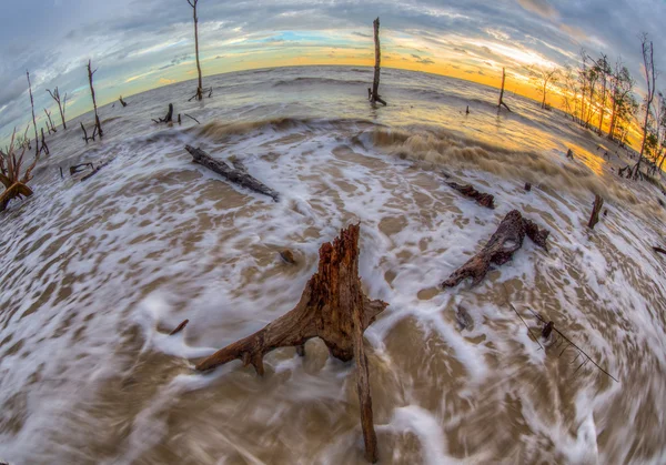 Alberi morti e tramonto — Foto Stock