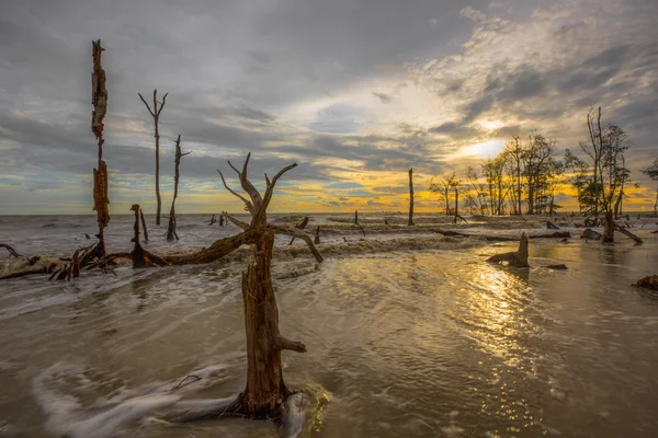 Dead Trees and Sunset — Stock Photo, Image