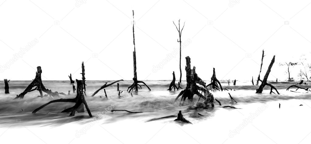 Dead Trees and Beach
