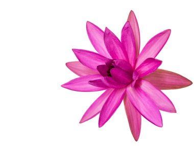 Lotus çiçeği.