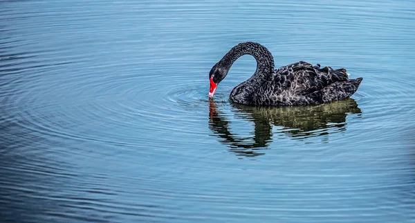 Siyah kuğu. — Stok fotoğraf