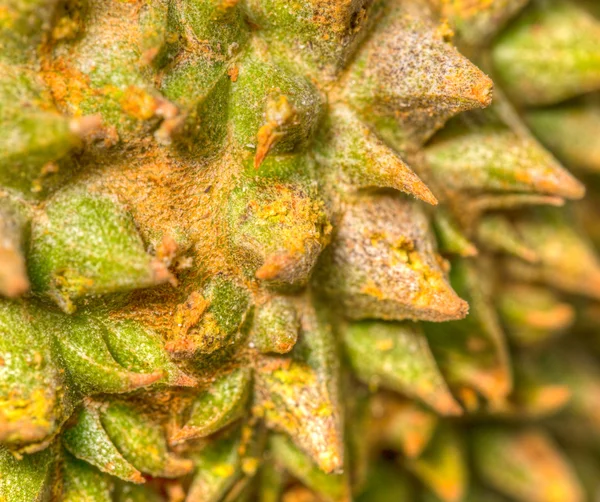 Durian Thorns — Stock Photo, Image