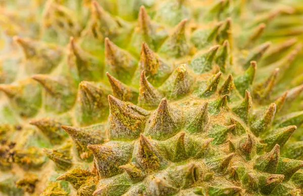 Espinas durianas — Foto de Stock