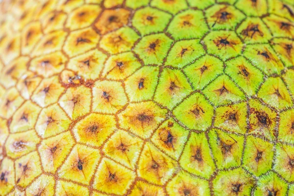 Cempedak Fruit Skin — Stock Photo, Image
