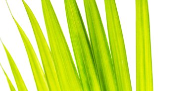 soyut Areca yaprakları