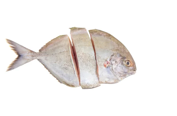 Silver Pomfret Fish — Stock Photo, Image