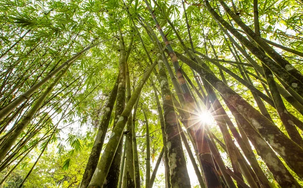 Feuilles de bambou — Photo