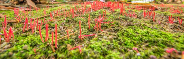 Clavariaceae Hongos — Foto de Stock