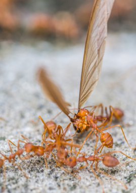 Weaver Ants clipart