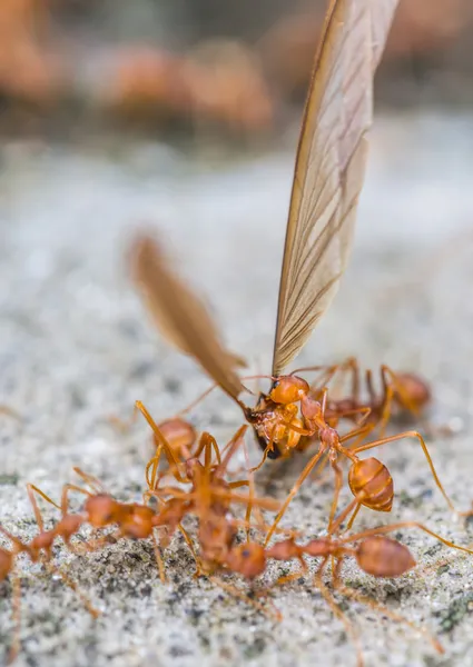 織工の蟻 — ストック写真