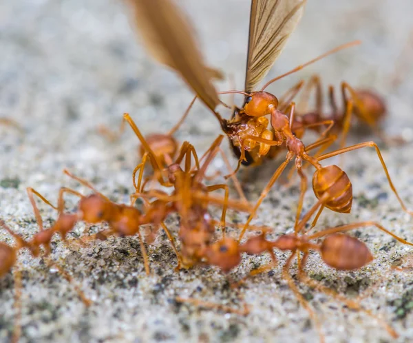 Weaver Ants — Stock Photo, Image