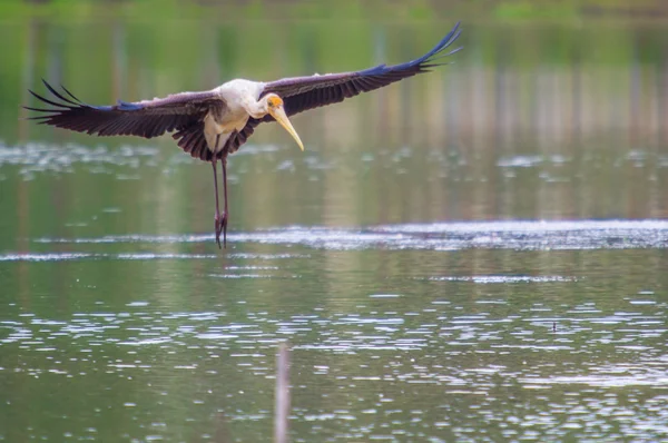 Painted Stork In A Flight — Stock Photo, Image