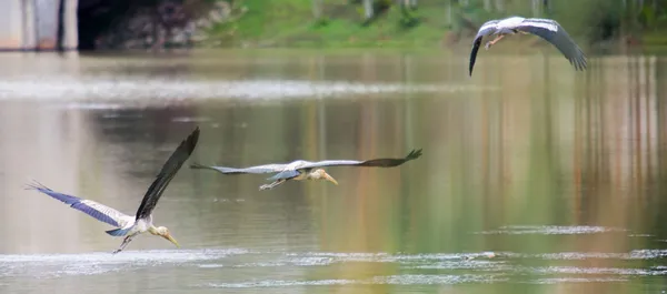 Malované čáp v letu — Stock fotografie