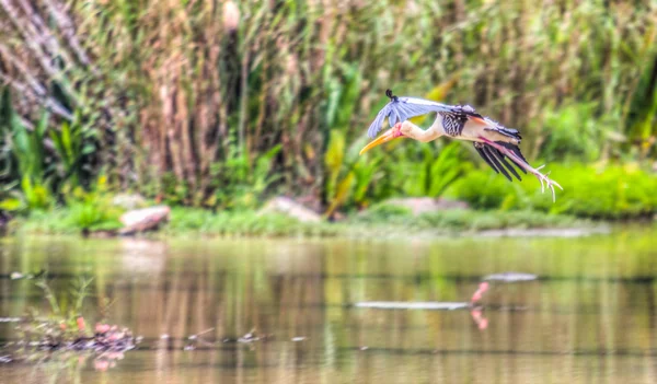 Cigogne peinte dans un vol — Photo