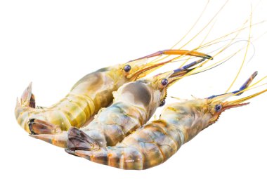 Dev nehir tatlı karides