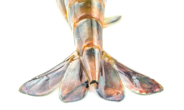 Giant River Freshwater Prawn — Stock Photo, Image