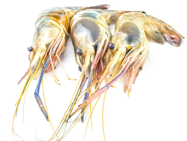 Giant River Freshwater Prawn — Stock Photo, Image