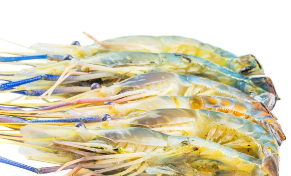 Langostino gigante de agua dulce —  Fotos de Stock