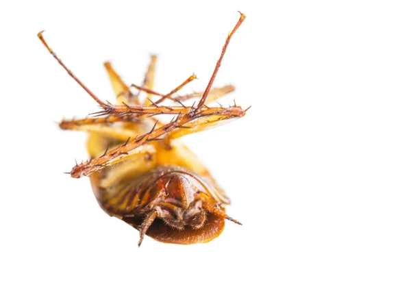 ゴキブリ — ストック写真