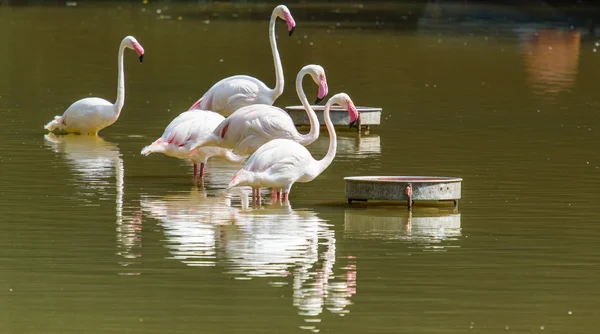 Herde von Flamingos — Stockfoto