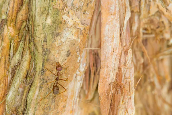 Weaver Ants — Stock Photo, Image