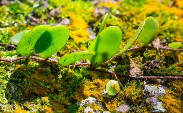 Pirrosia piloselloides — Foto de Stock