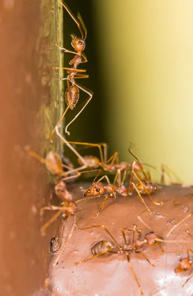 Weaver Ants — Stock Photo, Image