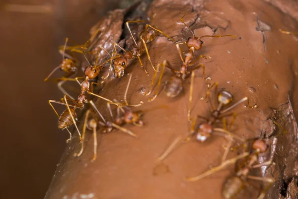 織工の蟻 — ストック写真