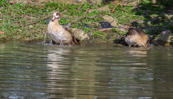 Patos selvagens — Fotografia de Stock