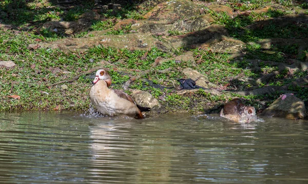 Patos selvagens — Fotografia de Stock